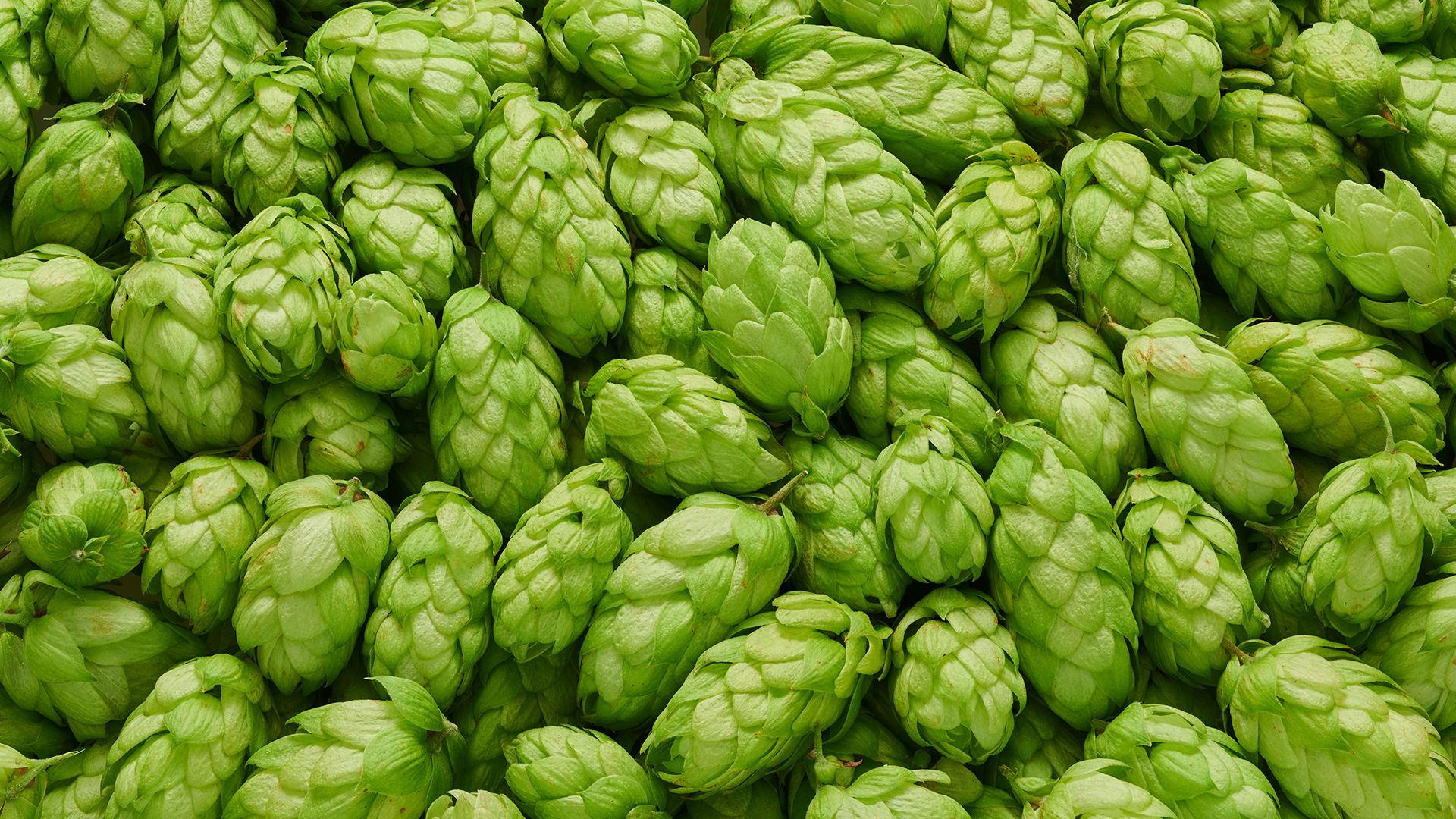Lúpulo brasileiro e importado: a cerveja e seus ingredientes